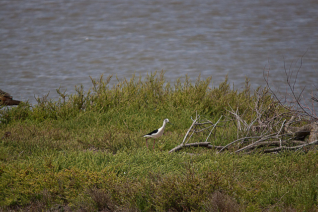 20110530 4394RTw [F] Stelzenläufer (Himantopus himantopus), Parc Ornithologique, Camargue