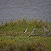 20110530 4394RTw [F] Stelzenläufer (Himantopus himantopus), Parc Ornithologique, Camargue