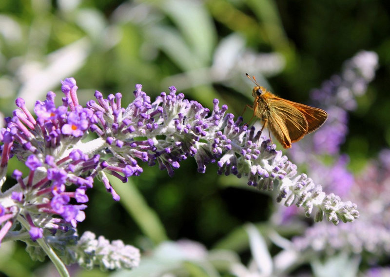 Comma sur Buddleia 2