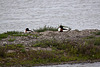 20110530 4393RTw [F] Brandgans, Parc Ornithologique, Camargue