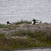 20110530 4393RTw [F] Brandgans, Parc Ornithologique, Camargue