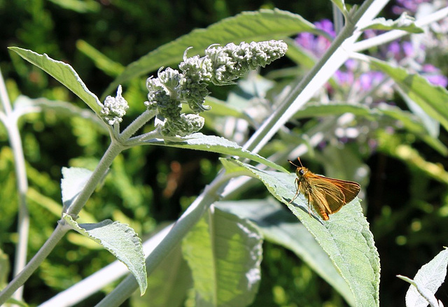 Comma sur buddleia