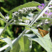 Comma sur buddleia