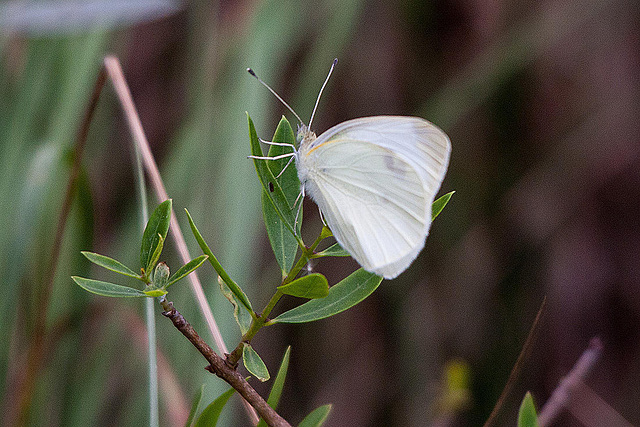 20110530 4392RTw [F] Kohlweißling, Parc Ornithologique, Camargue]