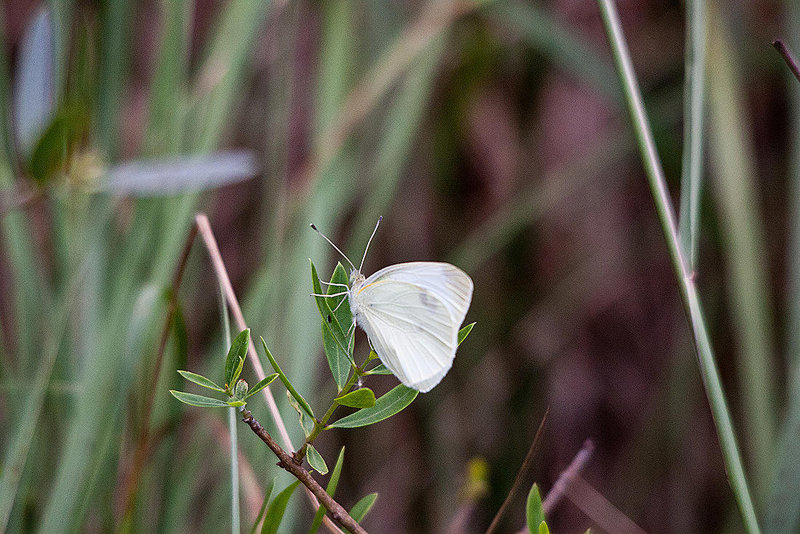 20110530 4391RTw [F] Kleiner Kohlweißling (Pieris rapae), Parc Ornithologique, Camargue