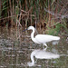 20110530 4390RTw [F] Seidenreiher, Parc Ornithologique, Camargue