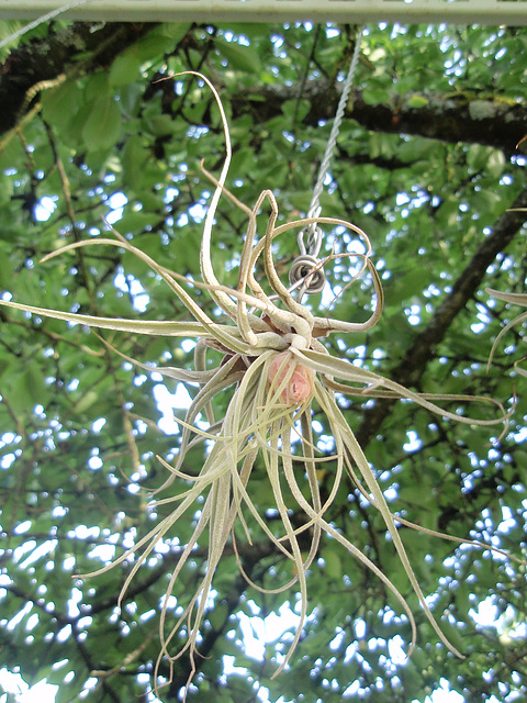 tillandsia oaxacana P6272246