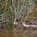 20110530 4387RTw [F] Stockente [JV], Parc Ornithologique, Camargue