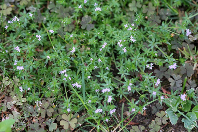 Sherardia arvensis