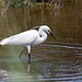 20110530 4384RTw [F] Seidenreiher, Parc Ornithologique, Camargue