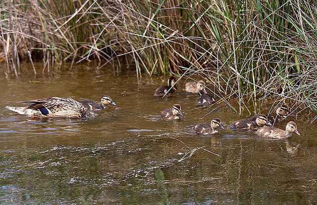 20110530 4382RTw [F] Stockente [JV], Parc Ornithologique, Camargue