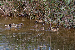 20110530 4381RTw [F] Stockente [JV], Parc Ornithologique, Camargue