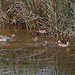 20110530 4381RTw [F] Stockente [JV], Parc Ornithologique, Camargue