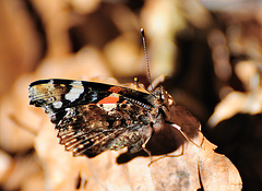 Schmetterling