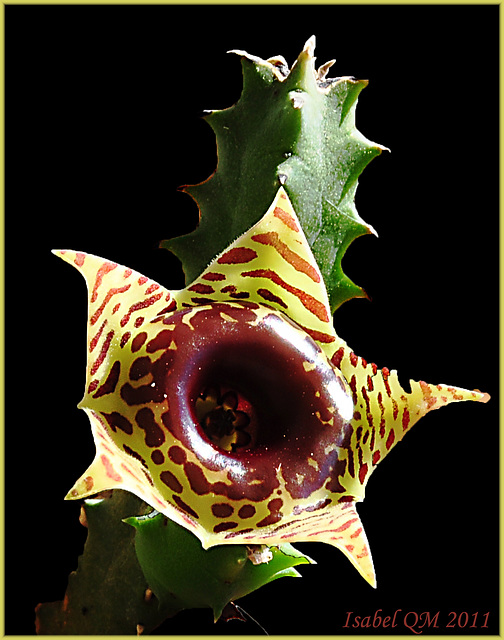 Huernia zebrina