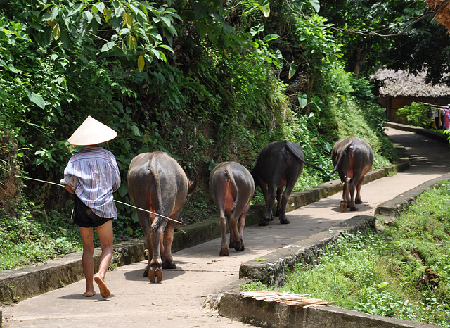 VILLAGE DES  MUONG VIETNAM