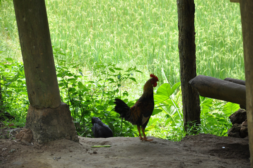 VILLAGE DES  MUONG VIETNAM