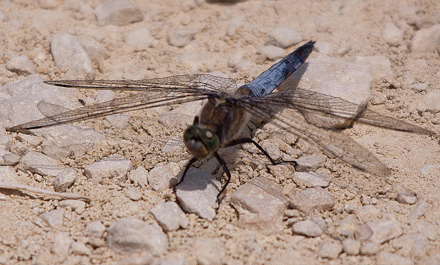 20110530 4380RTw [F] Großer Blaupfeil (Orthetrum cancellatum), Libelle, Parc Ornithologique, Camargue