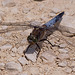 20110530 4380RTw [F] Großer Blaupfeil (Orthetrum cancellatum), Libelle, Parc Ornithologique, Camargue