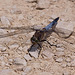 20110530 4379RTw [F] Großer Blaupfeil (Orthetrum cancellatum), Libelle, Parc Ornithologique, Camargue