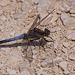 20110530 4378RTw [F] Großer Blaupfeil (Orthetrum cancellatum), Libelle, Parc Ornithologique, Camargue