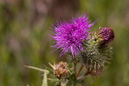 20110530 4377RTw [F] Distel, Parc Ornithologique, Camargue