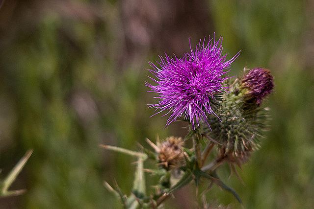 20110530 4376RTw [F] Distel, Parc Ornithologique, Camargue