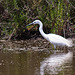 20110530 4375RTw [F] Seidenreiher, Parc Ornithologique, Camargue