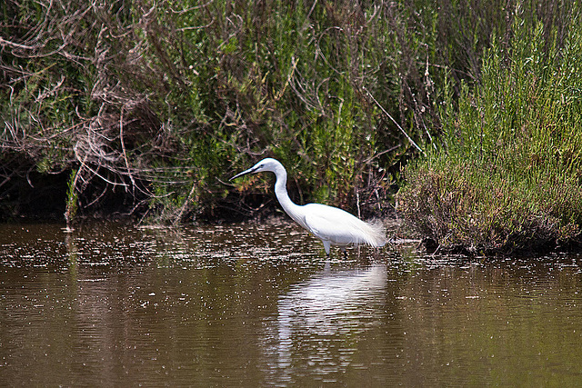 20110530 4374RTw [F] Seidenreiher, Parc Ornithologique, Camargue