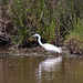 20110530 4374RTw [F] Seidenreiher, Parc Ornithologique, Camargue