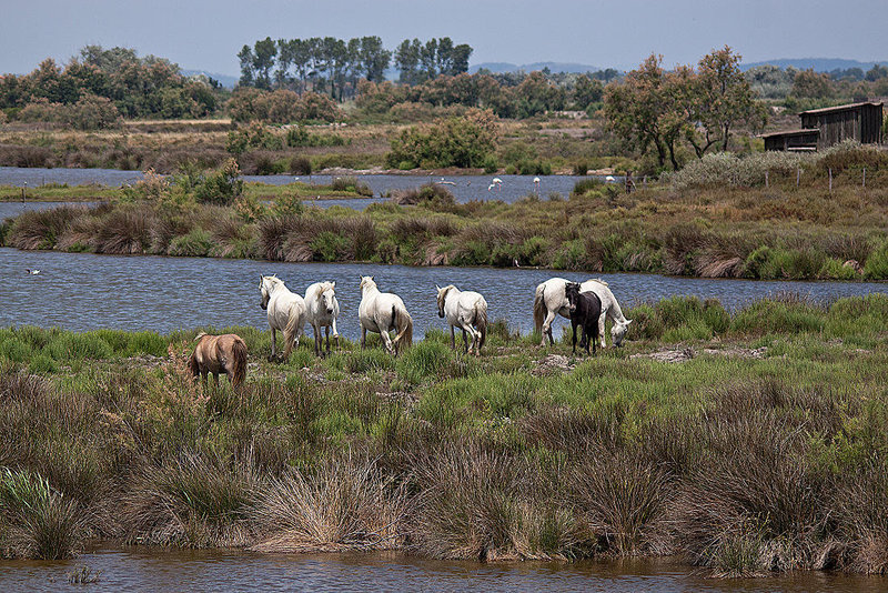 20110530 4373RTw [F] Camargue-Pferd, Parc Ornithologique, Camargue