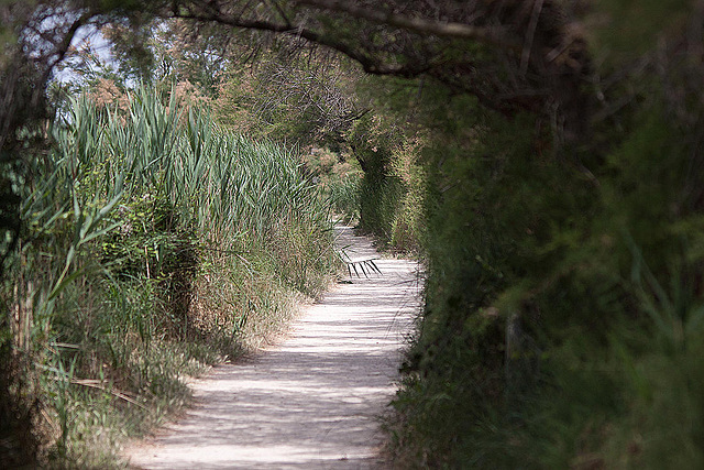 20110530 4372RTw [F] Der Weg, Schilfrohr, Parc Ornithologique, Camargue