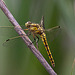 20110530 4370RTw [F] Libelle, Parc Ornithologique, Camargue