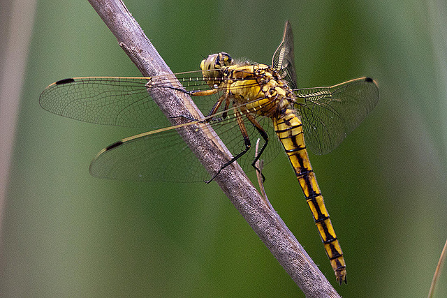 20110530 4369RTw [F] Libelle, Parc Ornithologique, Camargue