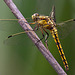 20110530 4369RTw [F] Libelle, Parc Ornithologique, Camargue