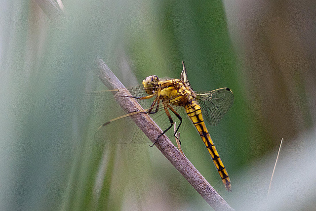 20110530 4368RTw [F] Libelle, Parc Ornithologique, Camargue