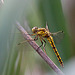 20110530 4368RTw [F] Libelle, Parc Ornithologique, Camargue
