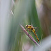 20110530 4367RTw [F] Libelle, Parc Ornithologique, Camargue