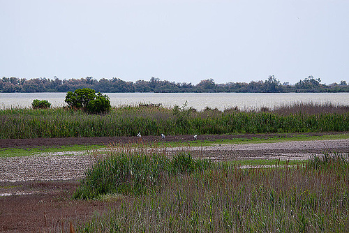 20110530 4366RTw [F] Graureiher, Parc Ornithologique, Camargue