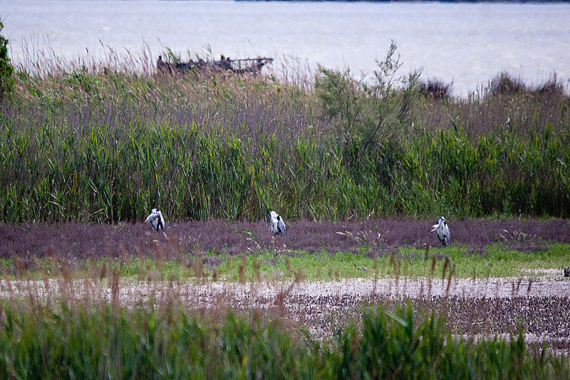 20110530 4365RTw [F] Graureiher (Ardea cinerea), Parc Ornithologique, Camargue