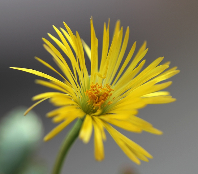 Fleur de Carruanthus caninus