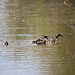 20110530 4361RTw [F] Stockente [JV], Parc Ornithologique, Camargue