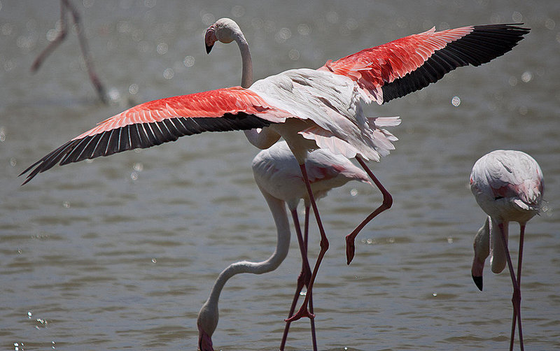 20110530 4356RTw [F] Rosaflamingo (Phoenicopterus roseus), Parc Ornithologique, Camargue