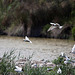 20110530 4351RTw [F] Zwergseeschwalbe, Lachmöwe, Parc Ornithologique, Camargue