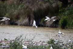 20110530 4350RTw [F] Flussseeschwalbe (Sterna hirundo), Lachmöwe, Parc Ornithologique, Camargue