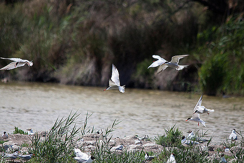 20110530 4350RTw [F] Flussseeschwalbe (Sterna hirundo), Lachmöwe, Parc Ornithologique, Camargue