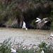 20110530 4350RTw [F] Zwergseeschwalbe, Lachmöwe, Parc Ornithologique, Camargue