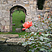 Ruins of St Mary's Abbey, York