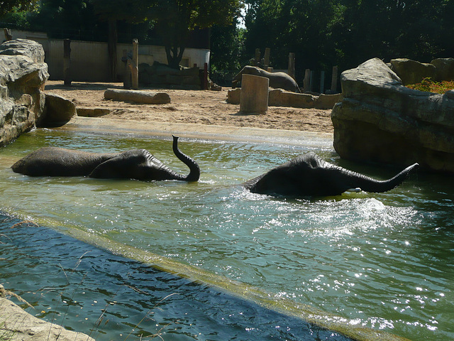 Zoo Dresden - Elefanten im Bad