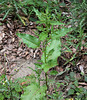 Oseille- Rumex crispé ondulé ?